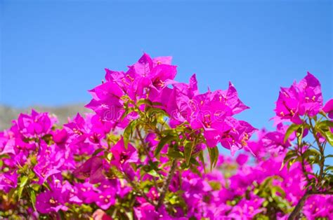 Wonderful Flowers Found In Greece Stock Photo Image Of Decorative