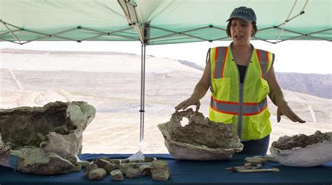 Sperm Whale Fossils Up To 12 Million Years Old Unearthed At Irvine