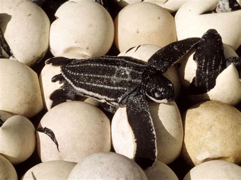 Leatherback Turtle Sea Turtles Species Wwf