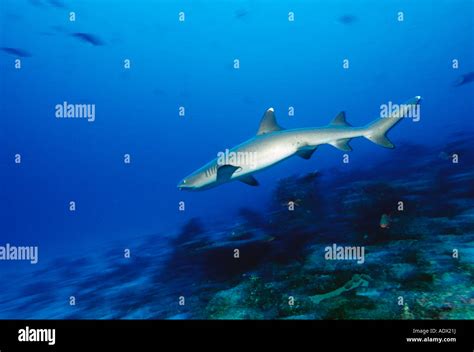 Whitetip Reef Shark Triaenodon Obesus Pacific Ocean Galapagos Ecuador