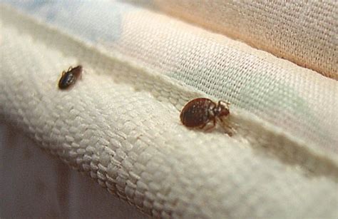 Where Do Bed Bugs Come From How Do Bed Bugs Start Facts