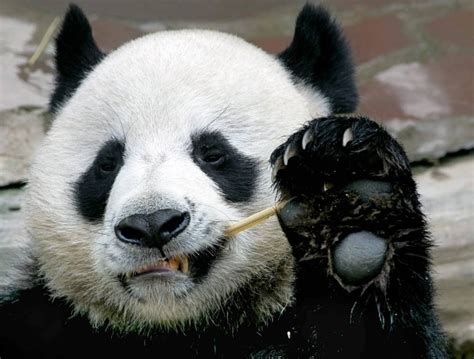 Fossil Discovery Solves Mystery Of How Pandas Became Vegetarian Malay