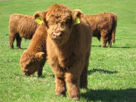 Highland Livestockpedia