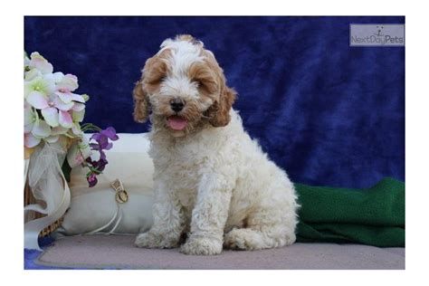 Willy Cockapoo Puppy For Sale Near Lancaster Pennsylvania 55f08f02
