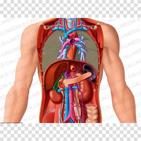 Abdomen Organ Anatomy Human Body Thorax Anatomi Transparent Background My XXX Hot Girl