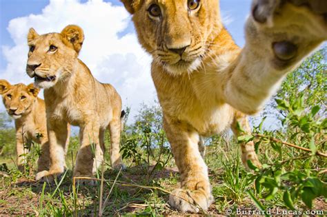 Cub Swipe Burrard Lucas Photography