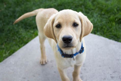 Our yellow labrador retriever puppies for sale make one of the best companions for a family and home. Trained Female Yellow Lab Puppy | Yellow lab puppy, Yellow ...