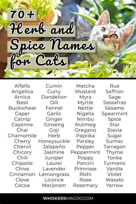 70 Herb And Spice Names For Cats Whiskers Magoo