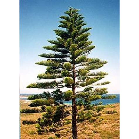Norfolk Island Pine Evergreen Trees Mature Perth Wa