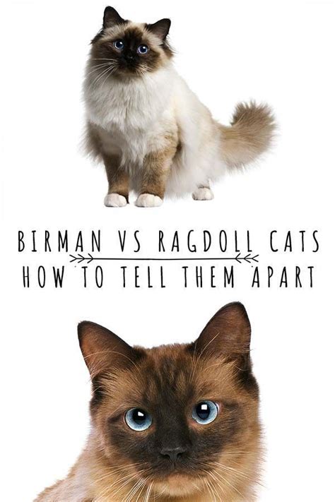 The Birman Vs Ragdoll Cat Choice Is Not An Easy Choice To Make After