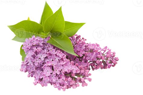 Lilac Flower Png Transparent Background 29719778 Png