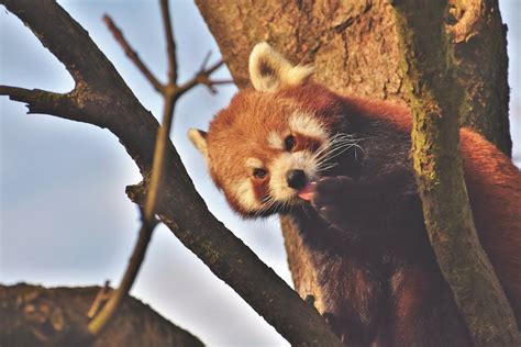Red Panda On Tree · Free Stock Photo
