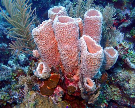 8 Marine Invertebrates That Can Cause Injury When Touched