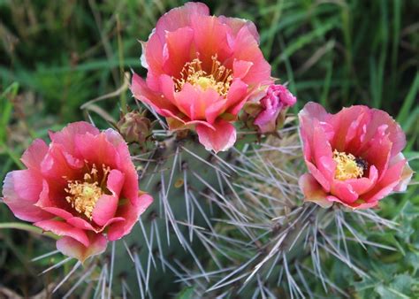 Buy fake flower heads in bulk wholesale for crafts diy artificial silk rose peony heads decorative stamen fake flowers for wedding home birthday decoration vases decor supplies 30pcs 4.5cm (colorful): Opuntia Phaeacantha Hybrid, Plum Colored Flower's, Zones 5 ...