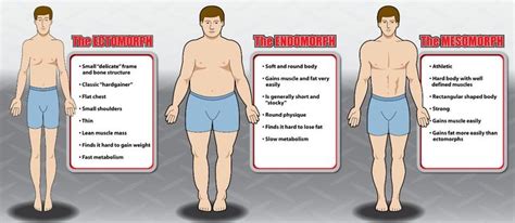 Determine Your Body Type Bodybuilding According To The 3 Body Types