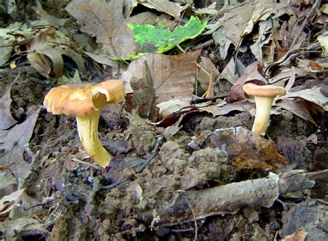 Cantharellus Lewisii At Indiana Mushrooms