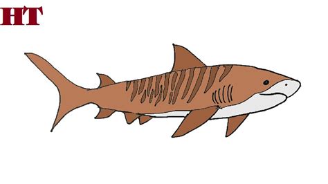 How To Draw A Sand Tiger Shark Internaljapan9