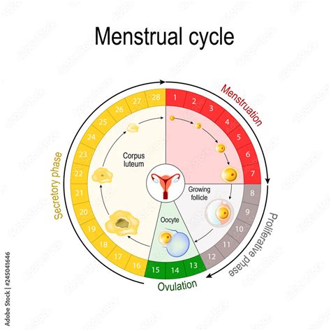 Menstrual Cycle Chart A Comprehensive View