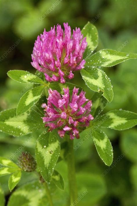 red clover trifolium pratense stock image c004 1017 science photo library