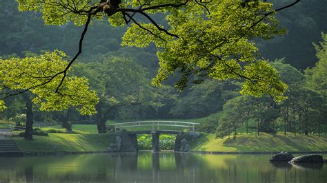 Bridge Over River Against Trees Tokyo Japan Windows Spotlight Images