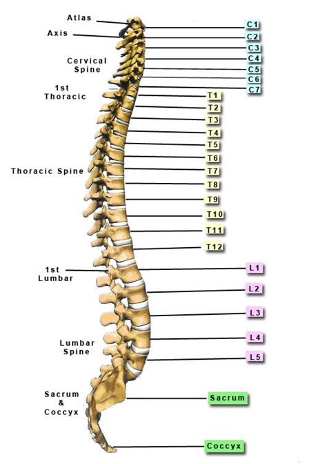 Bone basics and bone anatomyhave you ever seen fossil remains of dinosaur and ancient human article: Spine Anatomy | Dr John Ferguson | Spine Surgeon Auckland ...