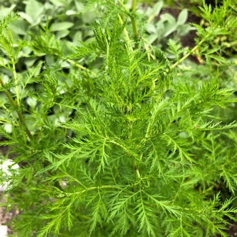 Einjähriger Beifuß Artemisia annua Chinesische Heilpflanze gegen Krebs
