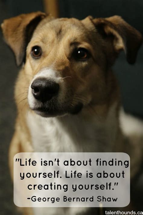 Not all funny dog quotes can be attributed to an author, unfortunately. The Most Inspirational Quotes Of the Year