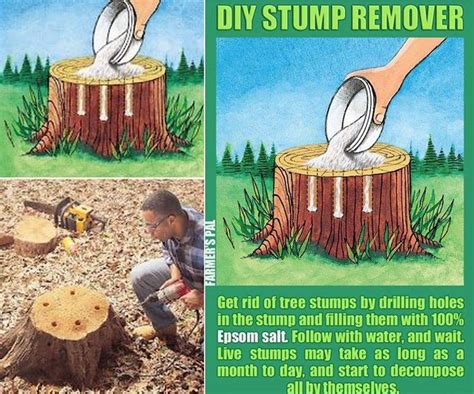 How To Remove A Tree Stump Easy How To Instructions