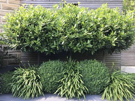Topiary My Five Favourite Evergreen Shrubs
