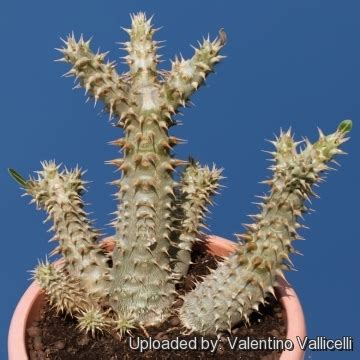 At the end of the. Pachypodium densiflorum