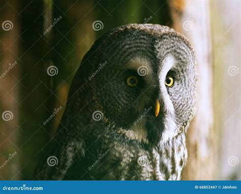 Wild Owl Portrait Or Close Up Picture In The Zoo Stock Image Image