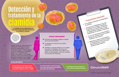 InfografÍa Clamidia La Enfermedad De Transmisión Sexual Más Común En México Ciencia Unam