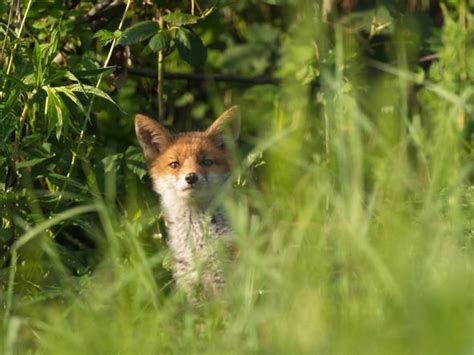 how to get rid of foxes in garden uk