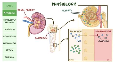 Renal Failure Pathology Review Video Anatomy Osmosis