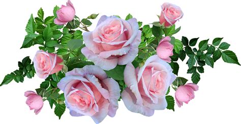 Roses Pink Flowers Free Photo On Pixabay Pixabay