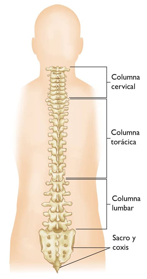 Carretilla Corteza Voluntario Partes De La Columna Vertebral Anatomia