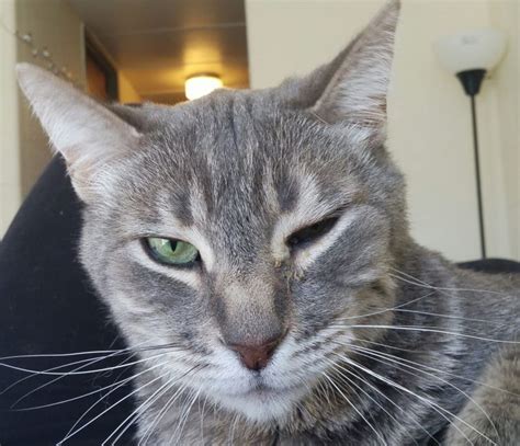 It can get to the point. My Cat Is Squinting One Eye - What Can I Do To Help?