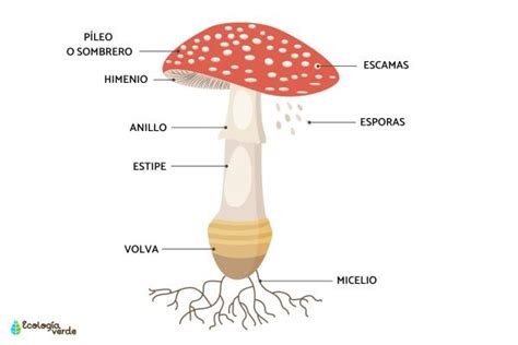 Fungi Structure Definition Function And Characteristics