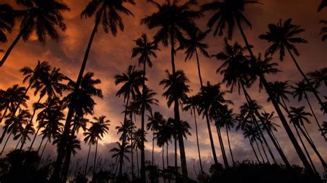 La Palm Trees Wallpaper