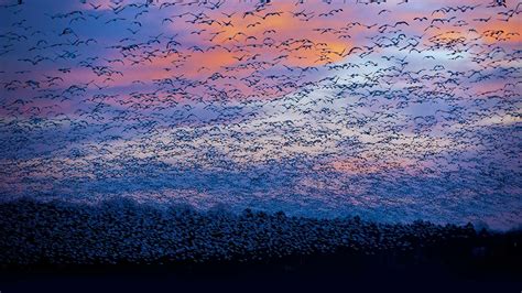 Snow Goose Ontario Birds Sunset Nature