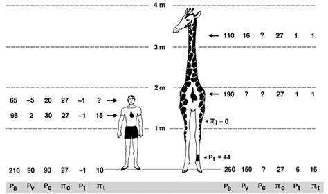The Incredible Cardio Circulatory System Of Giraffes A Challenge To