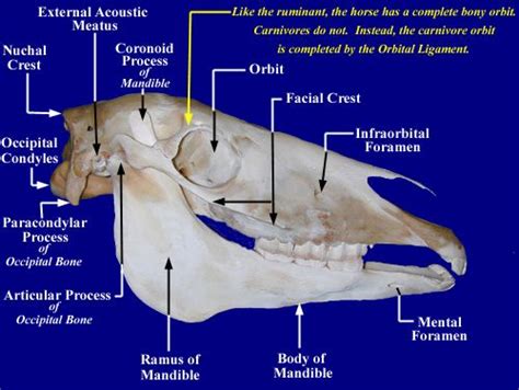 You can feel your skull by pushing on your head, especially in the back a few inches above your neck. Equine CranioSacral; Cranial Bones | Craniosacral therapy ...
