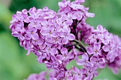 Common Purple Lilac Facts Arbor Hills Tree Farm Omaha Nearbor Hill