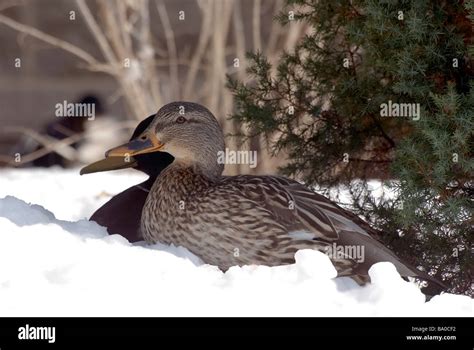 Mallard Duck Pair In Snow Stock Photo Alamy