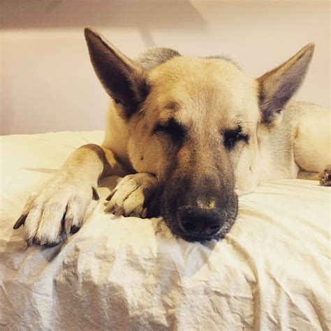 10 Things You Should Know Before Adopting A German Shepherd