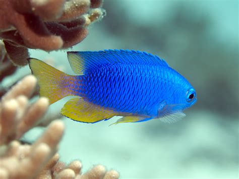 A Beginners Guide To Tropical Fish Identification Scuba Diver Life
