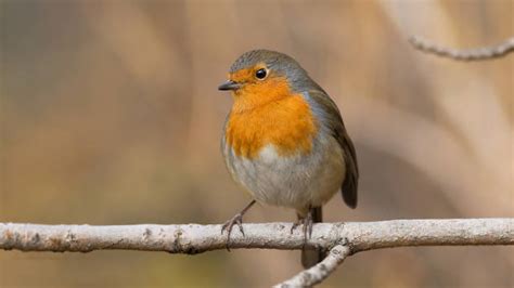 Robin Flying Stock Photos Pictures And Royalty Free Images Istock