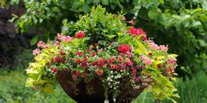 3 Great Trailing Plants For Hanging Baskets Containers And Potted Plants