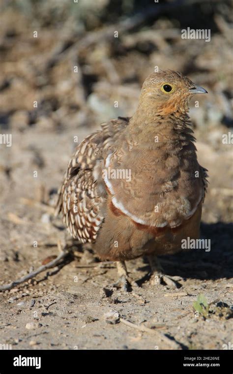 Wild Sandgrouse Hi Res Stock Photography And Images Alamy