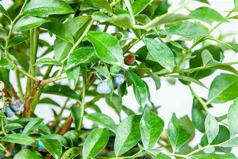 Tifblue Blueberry Bush In 2022 Blueberry Bushes Blueberry Plant